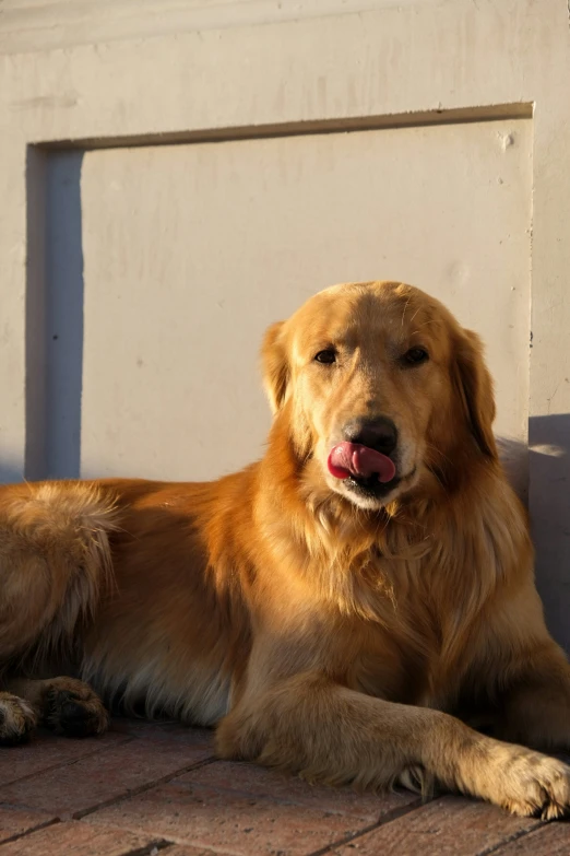 a very cute golden dog sitting on the ground