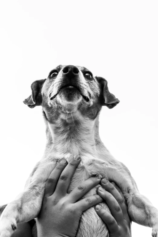 black and white pograph of hands holding dog