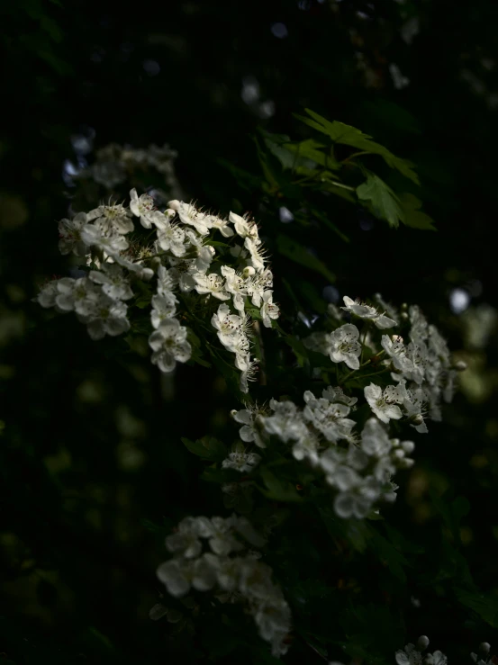 a very dark area with some white flowers on it