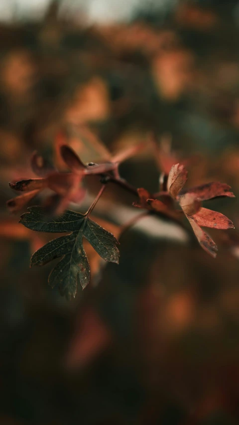 closeup po of leaves that appear to be dying