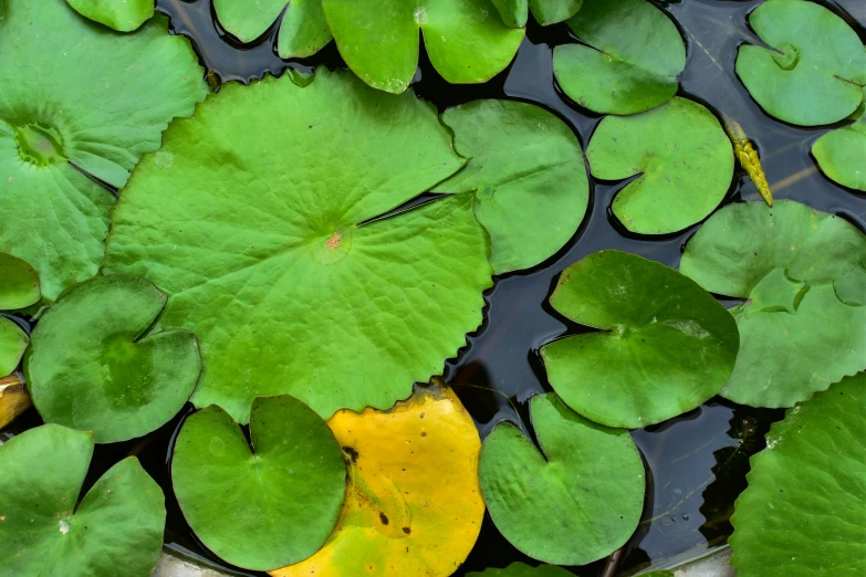 lily pads in water with yellow petals and green leaves