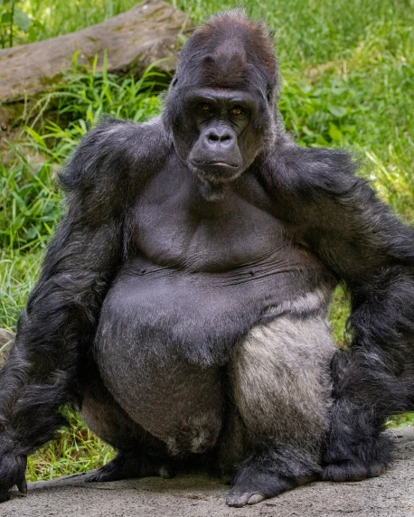a gorilla standing up with it's legs crossed