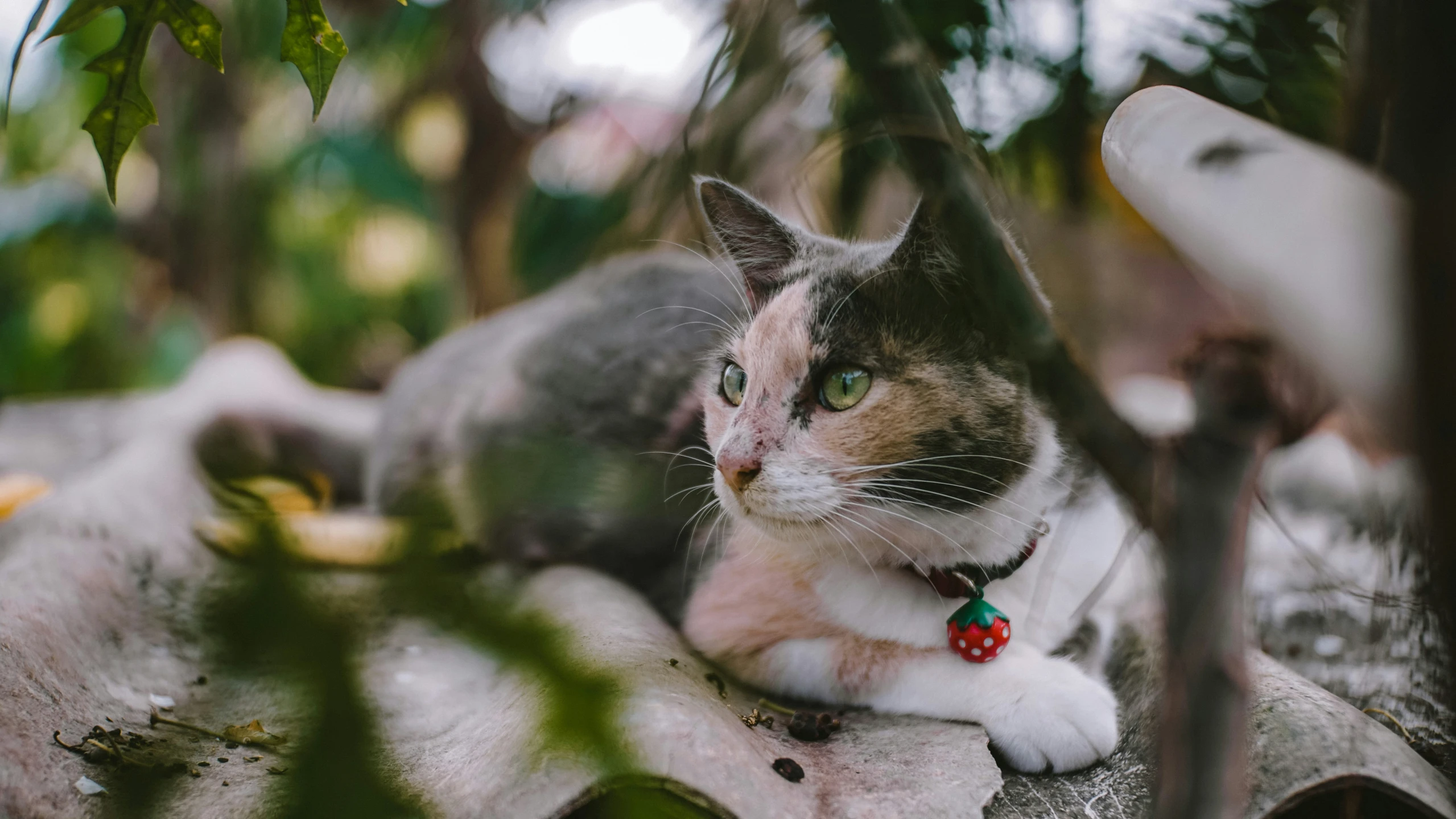 an orange and white cat sitting on a bench