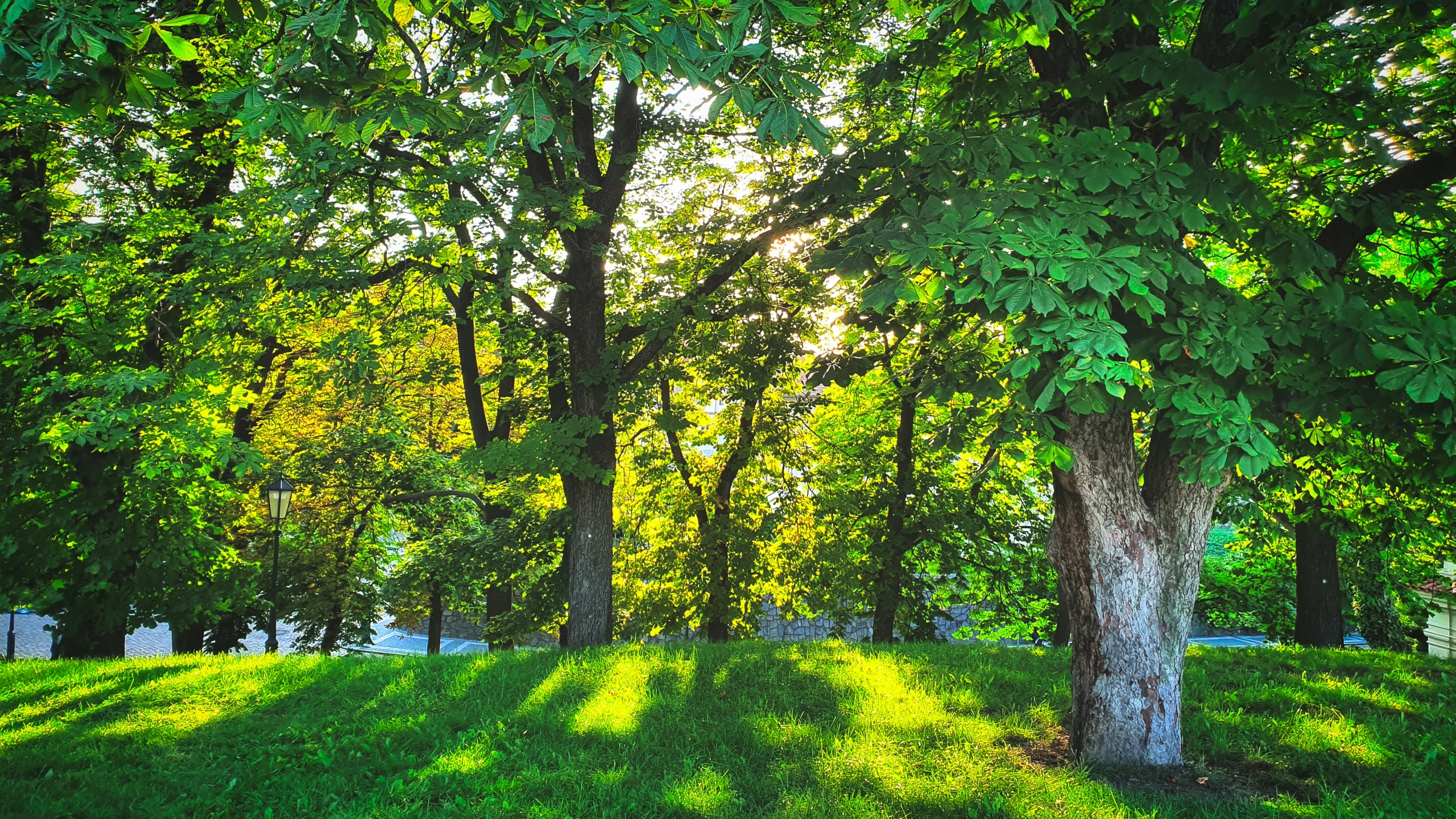 the sun is coming through the trees to light up the green grass