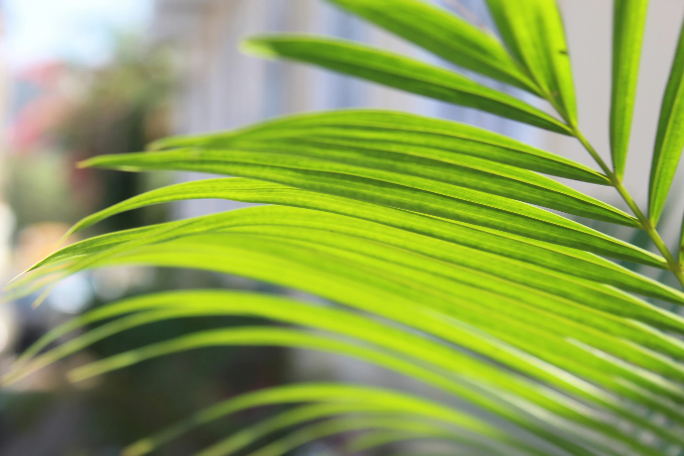 a close up of a very thin and green plant