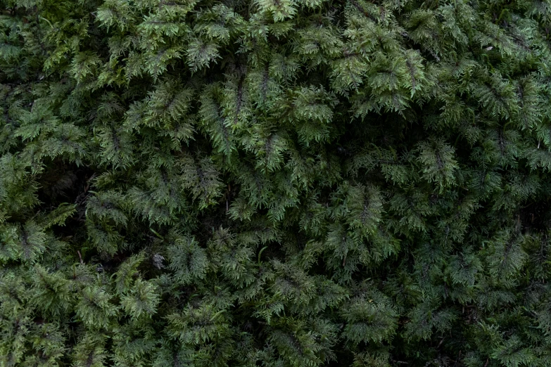 a person is standing in front of a tree