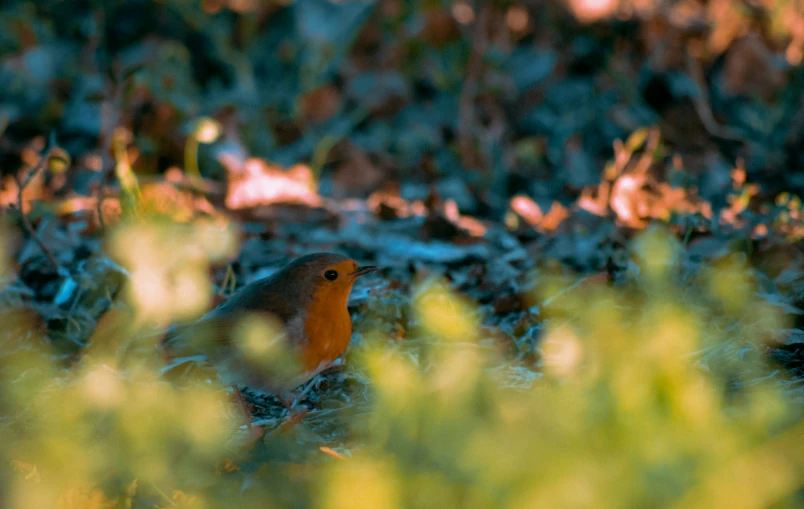 a brown and orange bird standing in the grass