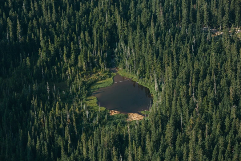 an aerial view of a forest that has a small lake in the middle of it