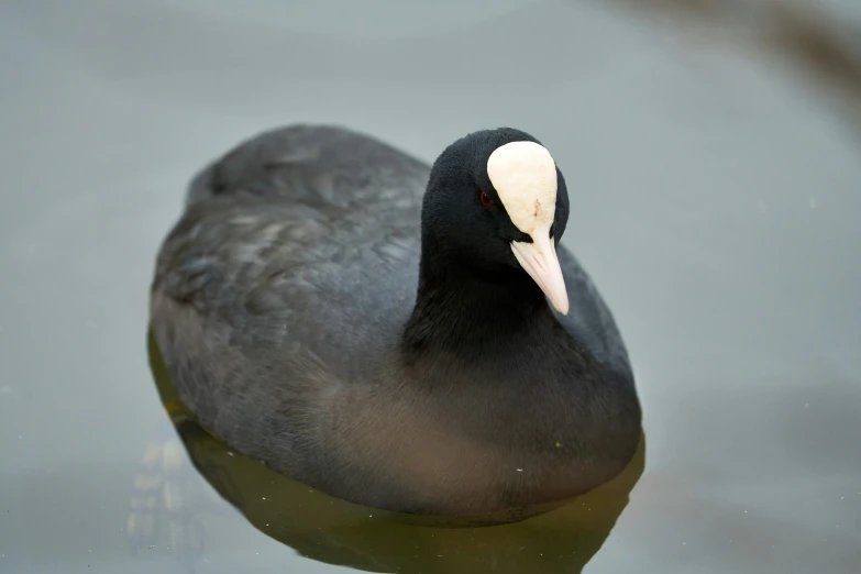 a bird with an orange eye swims on the water