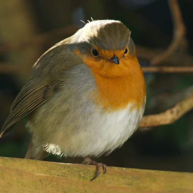 a bird sits on a nch while looking away