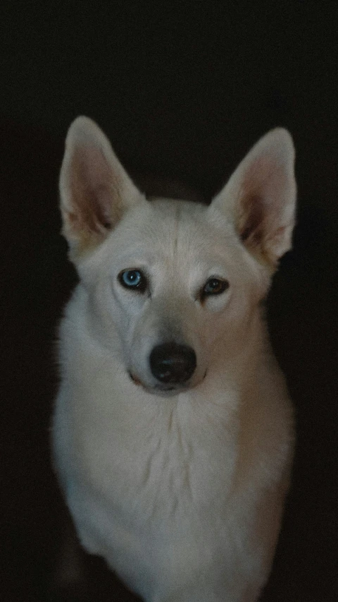 a close - up of a white dog with black eyes, looking at the camera
