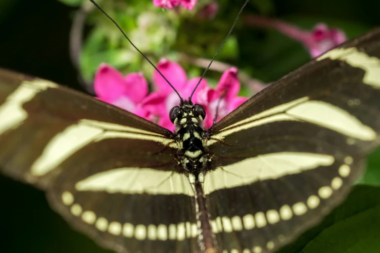 a ze striped erfly perched on a pink flower