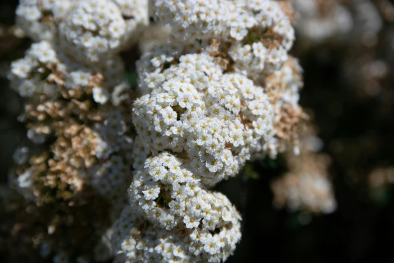 a close - up s of the buds of a flowering plant