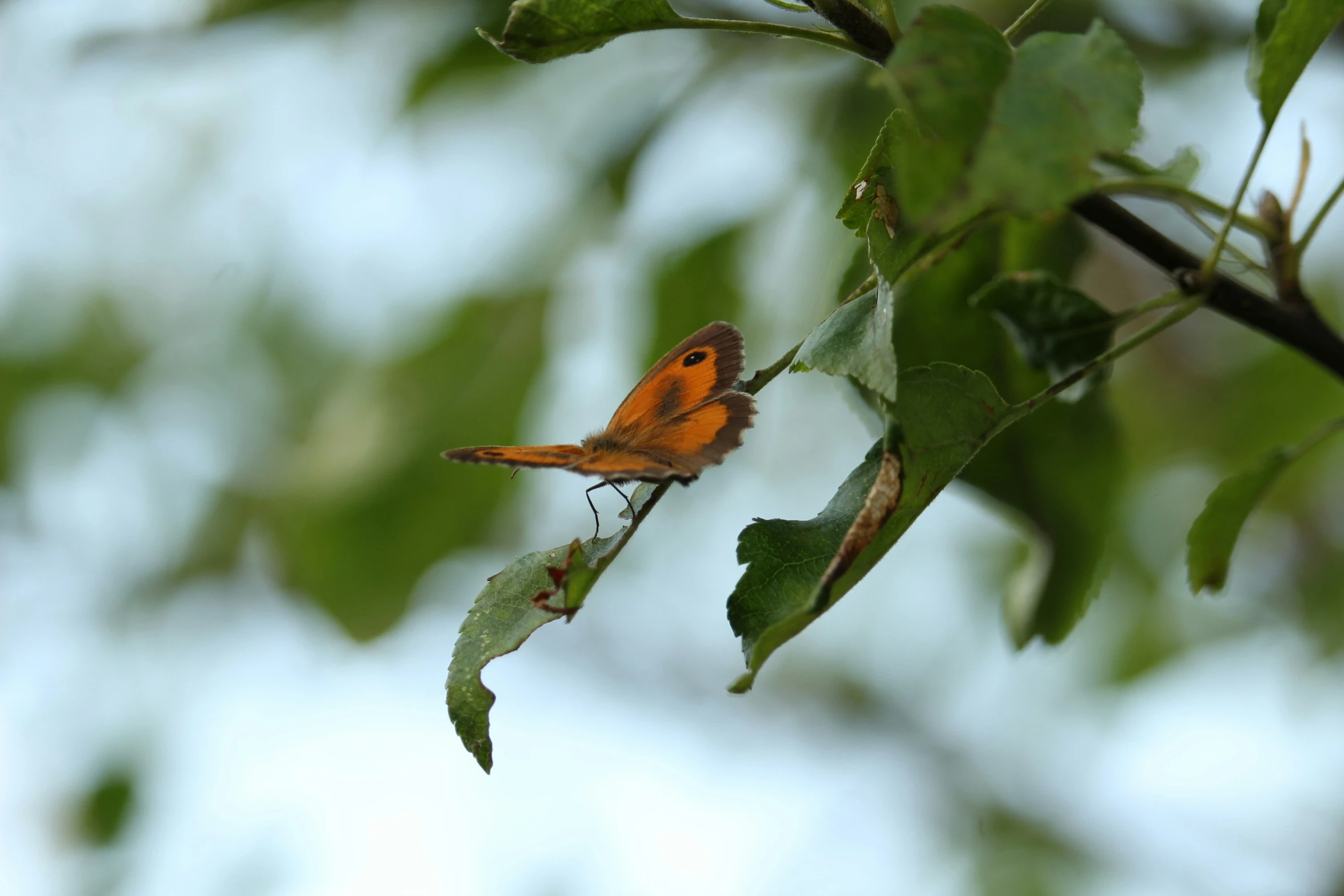 a bird sitting on a nch with a erfly on its back