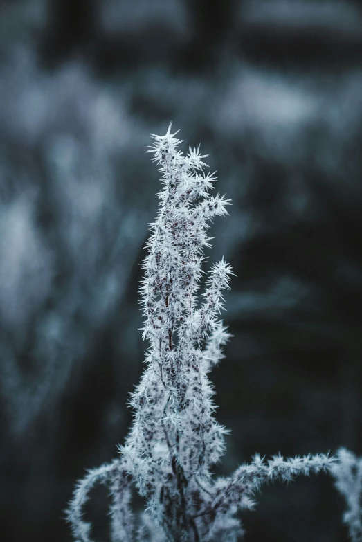 an ice covered plant with many small nches