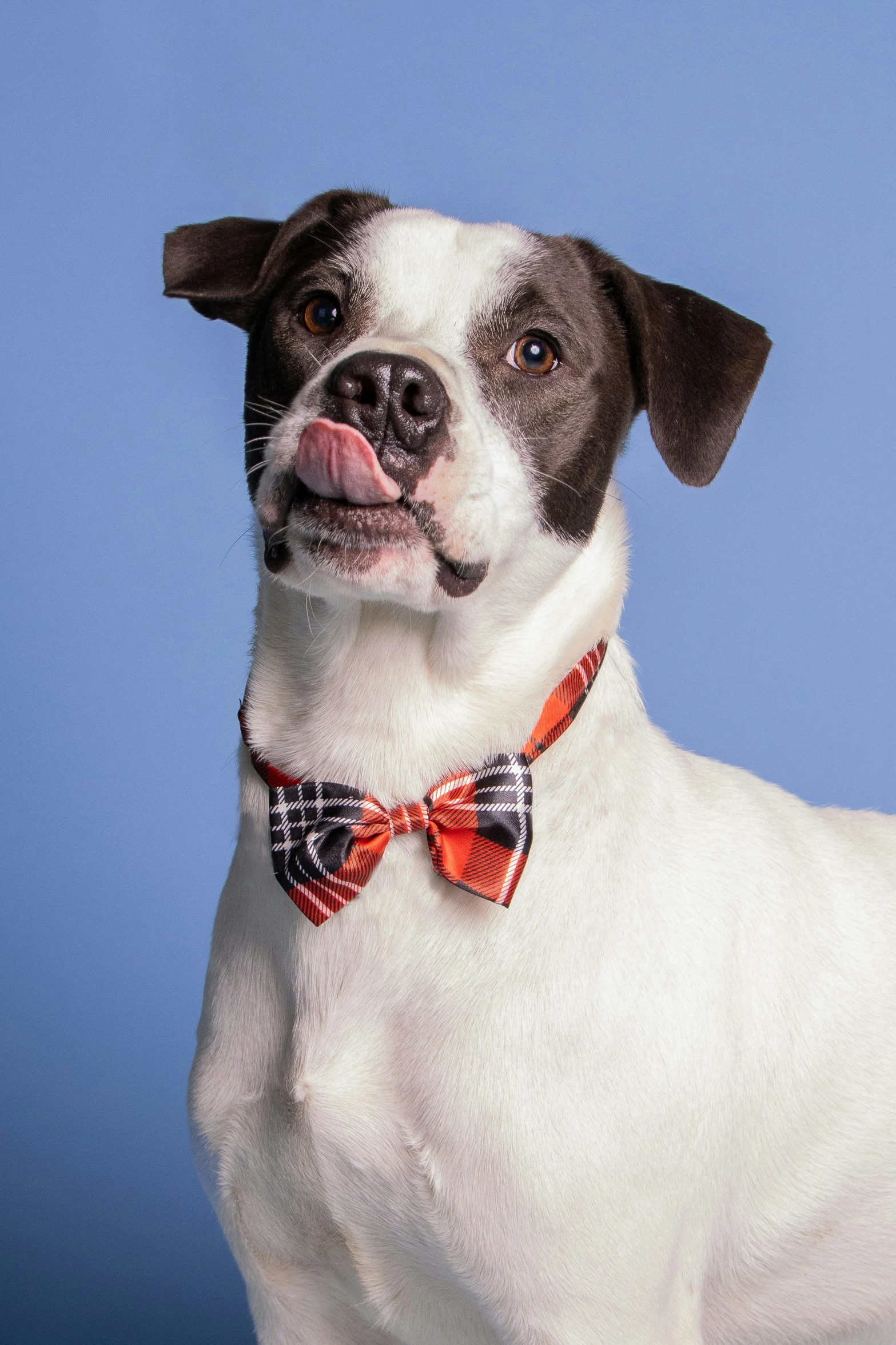 a close - up of a small dog wearing a bow tie