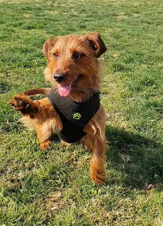 a dog with a black vest is in a field