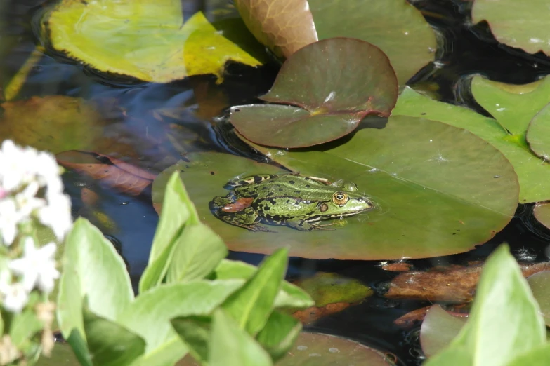 there is a small frog in the pond