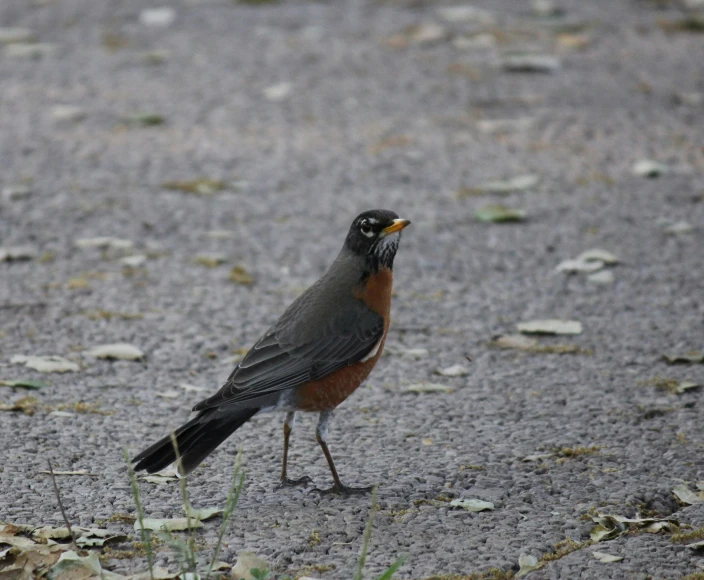 the bird is standing on the ground in the field