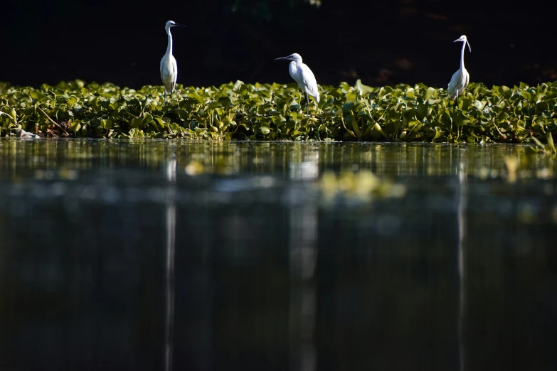 two birds sitting on a bush next to a body of water