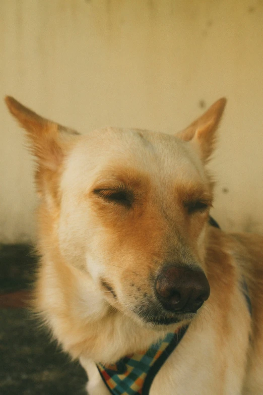 a dog with a colorful tie on its collar