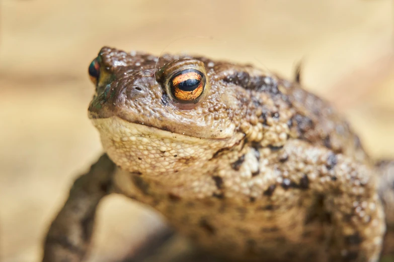 a brown frog with large eyes sitting on a piece of wood