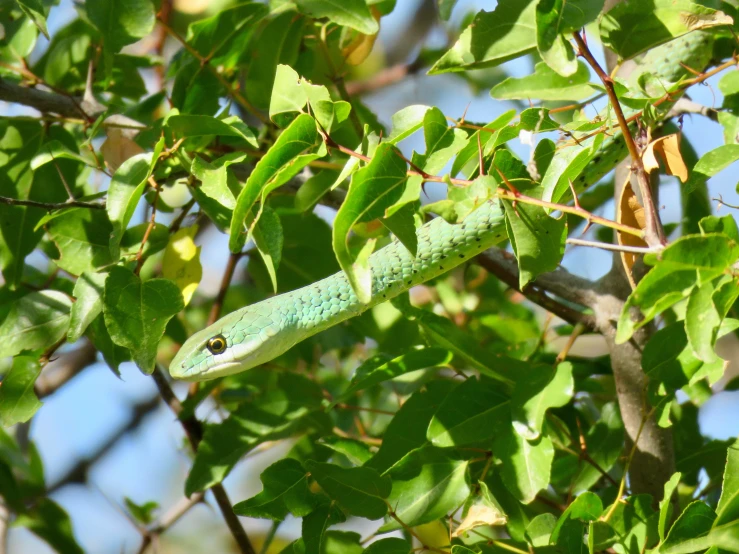 an animal in the tree eating soing from it's mouth