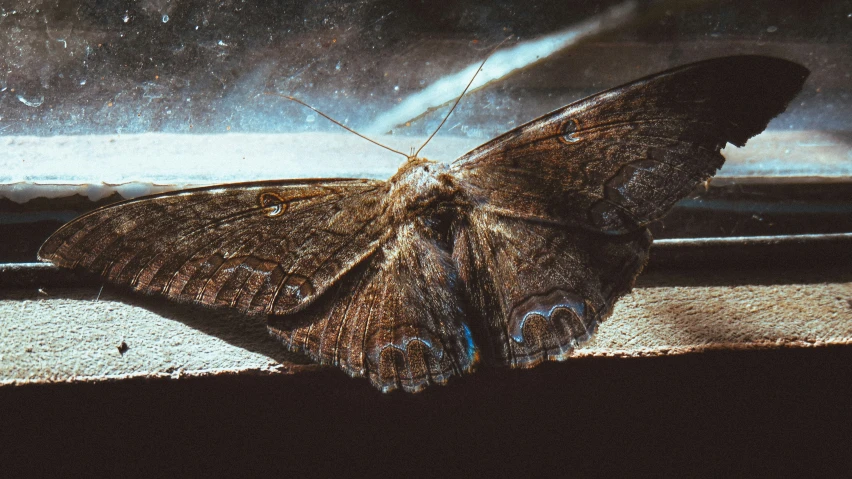 a moth is sitting on the ledge looking out the window