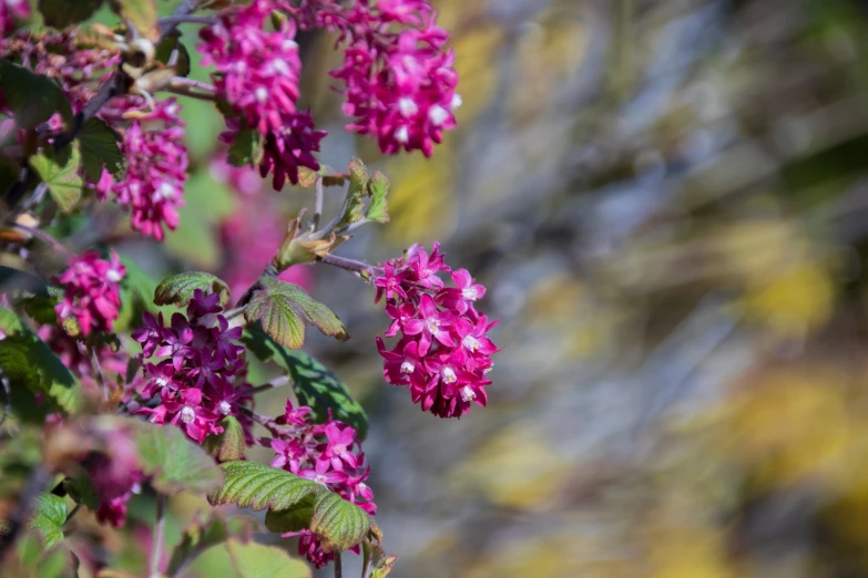 a purple and yellow flower sits on a tree