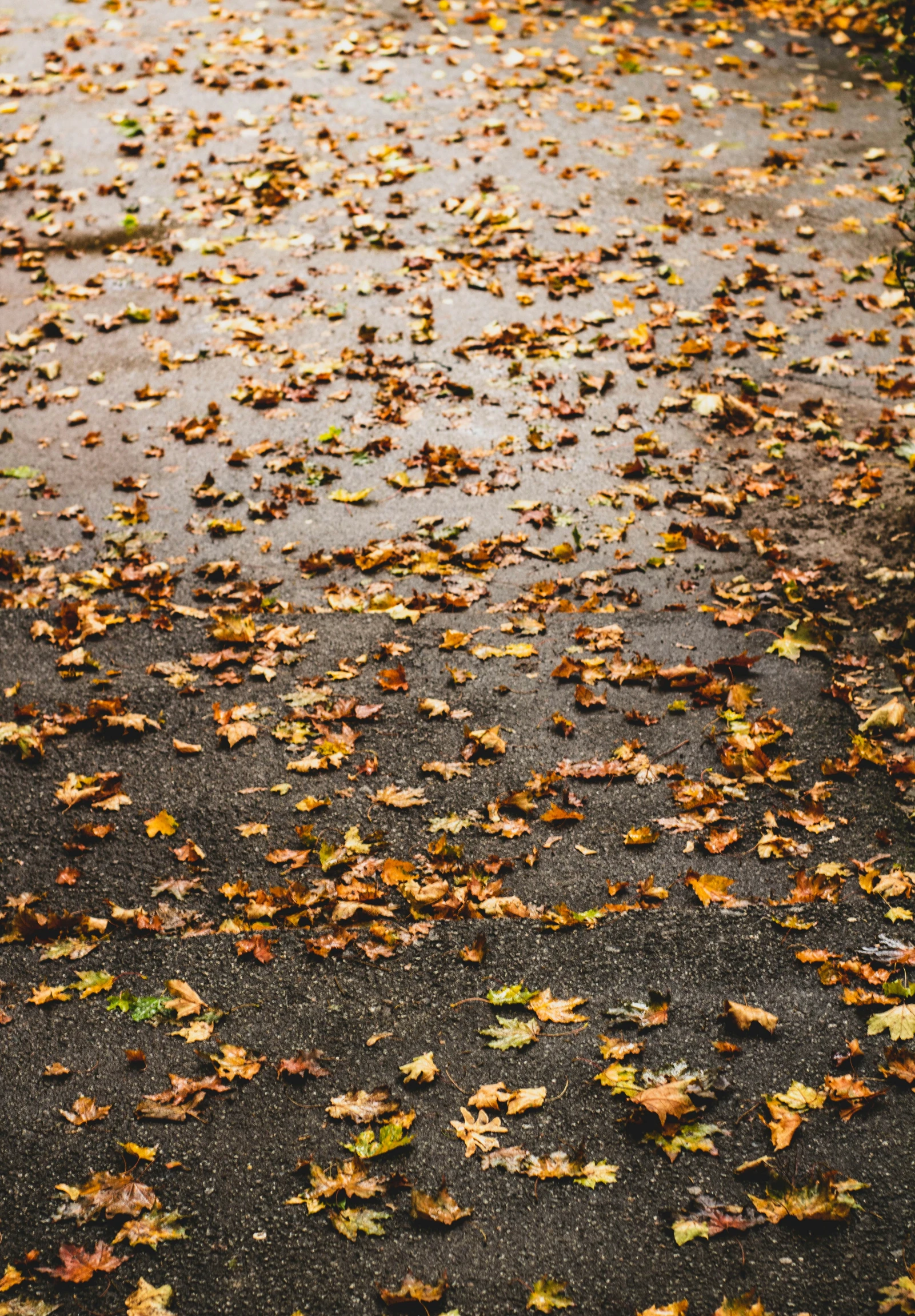 an empty street with fallen leaves all over it