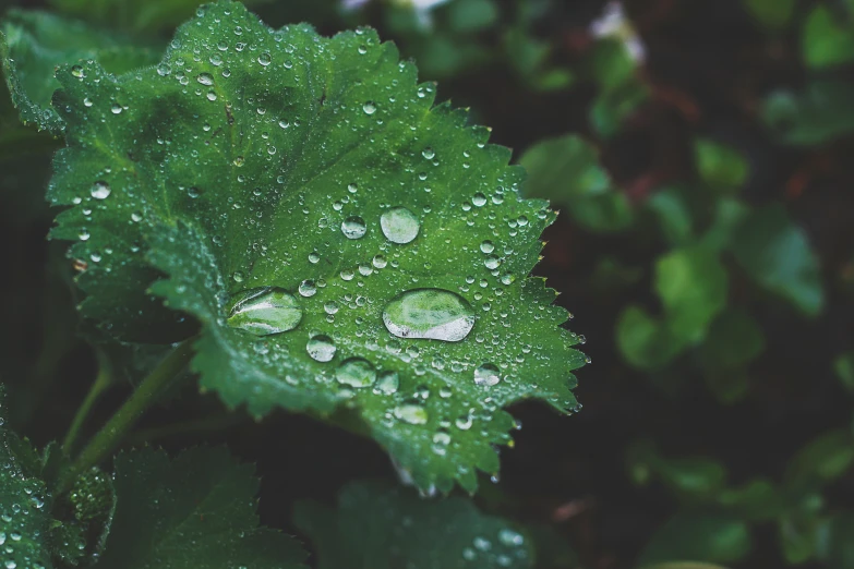 a very green plant with water droplets on it