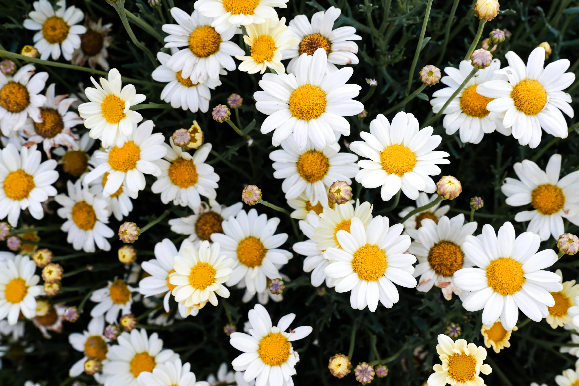 a bunch of white and yellow daisies