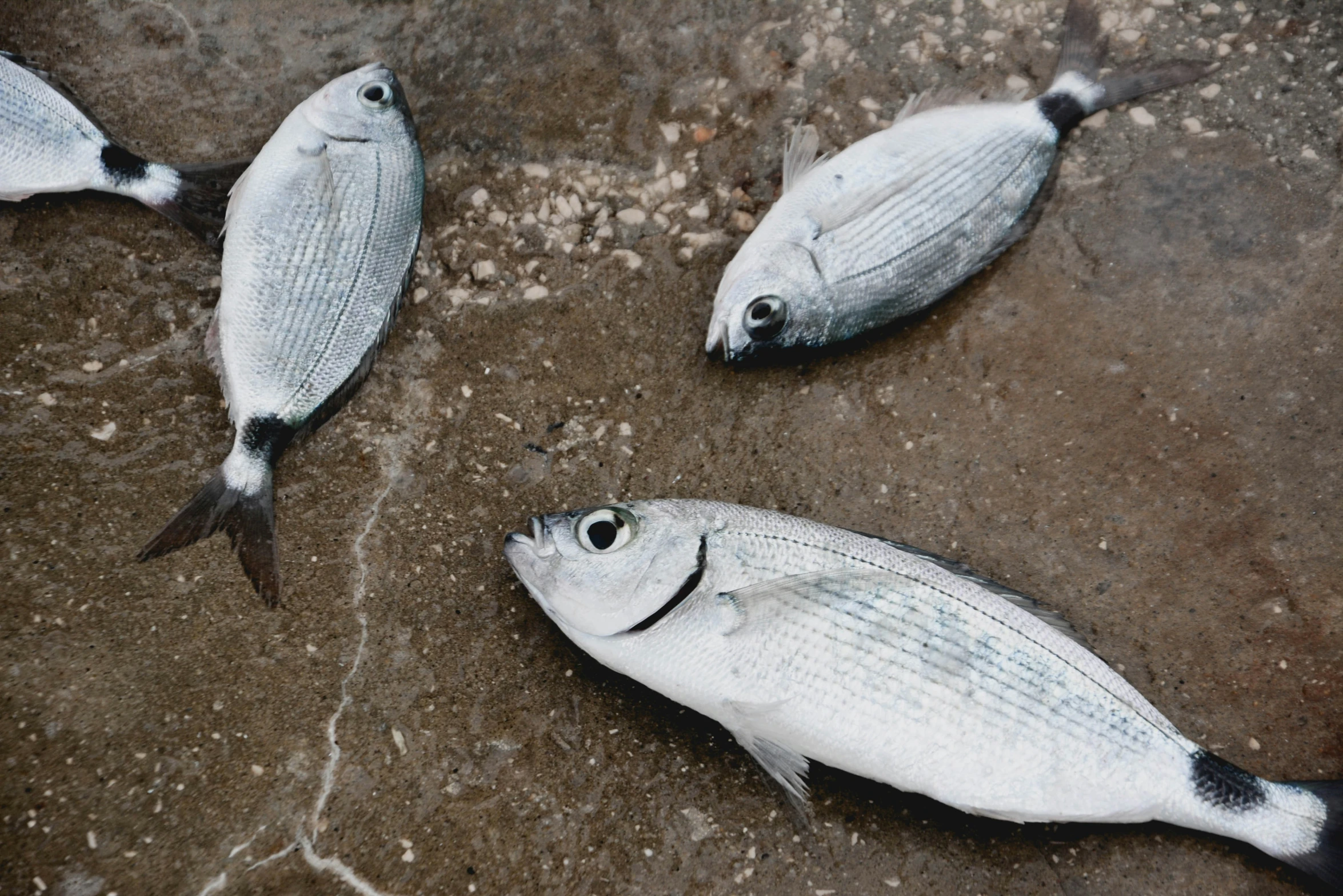 a bunch of dead fish that are on the ground