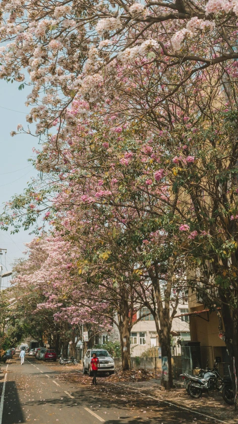 a red car is driving down a quiet street lined with beautiful flowering trees