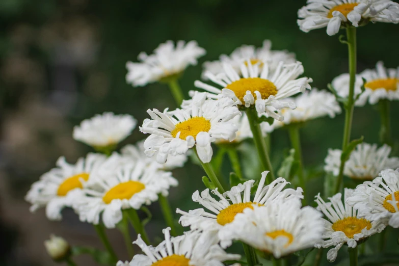 some flowers that have yellow centers growing in them