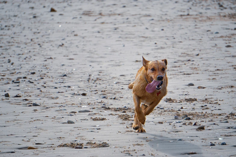 a dog running along the beach carrying a frisbee
