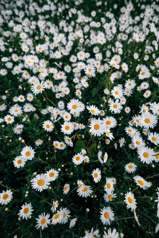 some flowers in the grass by itself