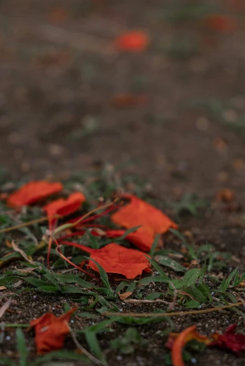 an image of some red flower petals in the dirt