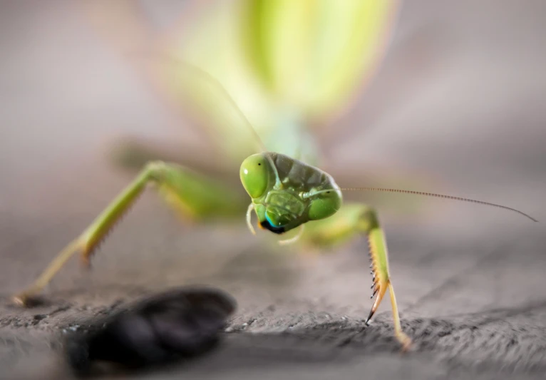 the praying mantisca appears to be from the ground