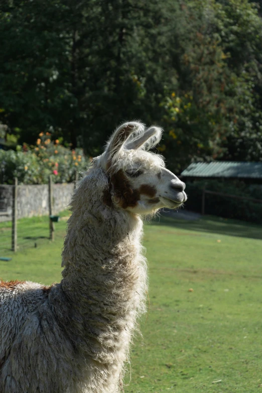 the llama looks so pretty in its fur that his eyes are closed