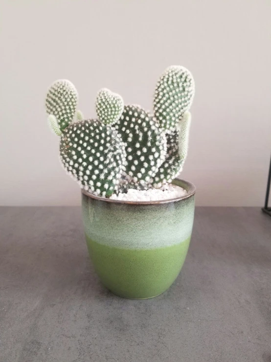 a potted plant on a counter next to some plants