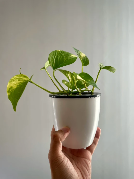 a person holding a plant that is upside down