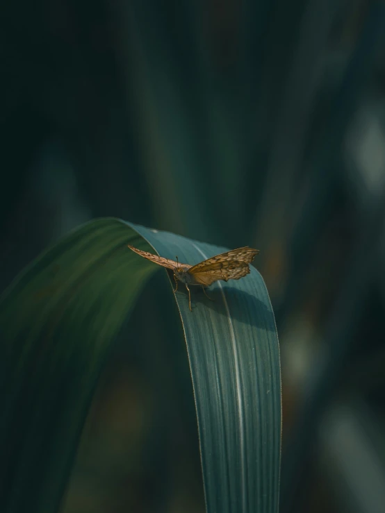 a bug sits on the top of a green leaf