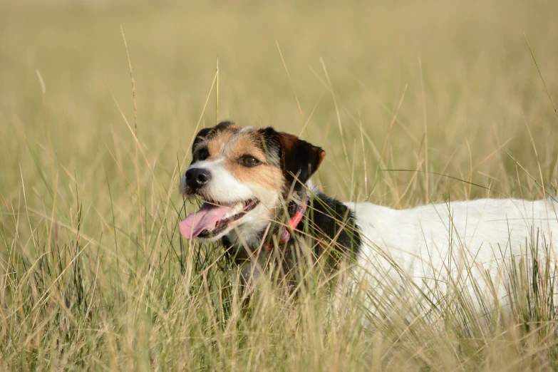 there is a dog in tall grass with its tongue hanging out