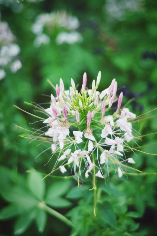 a white flower with lots of small pink and green flowers