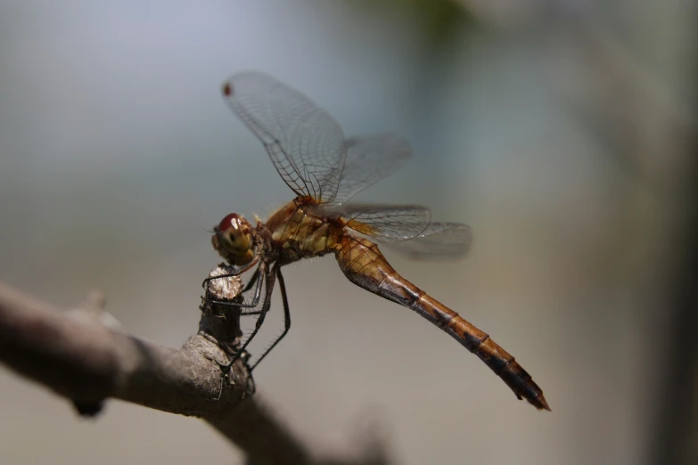 the dragonfly is perched on a stick looking for prey