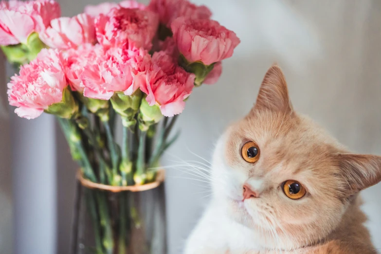 the cat is looking at the bouquet of flowers