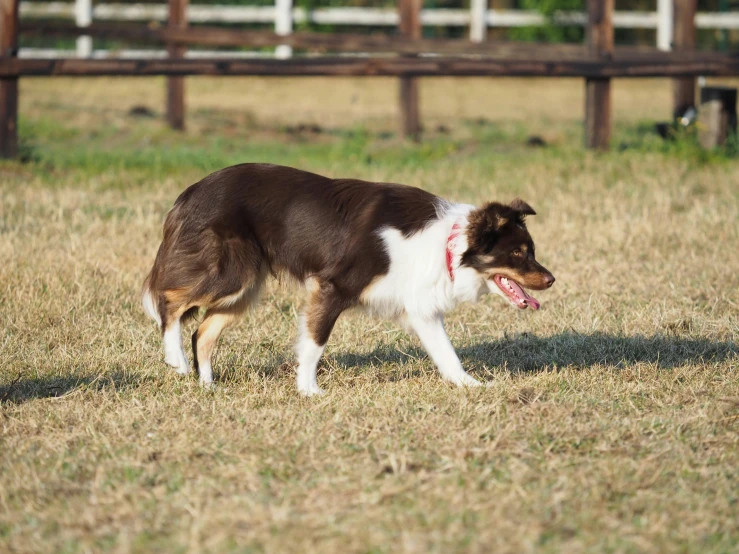 a brown and white dog is walking on the grass