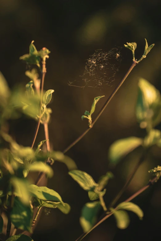 some green leaves and a spider web in the middle of the po