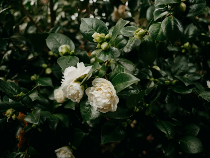 flowers are all about green leaves and stems